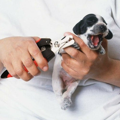 Dog Nail Cutter Clipper Claw & Nails Grinder Trimmer Grooming with Nail File