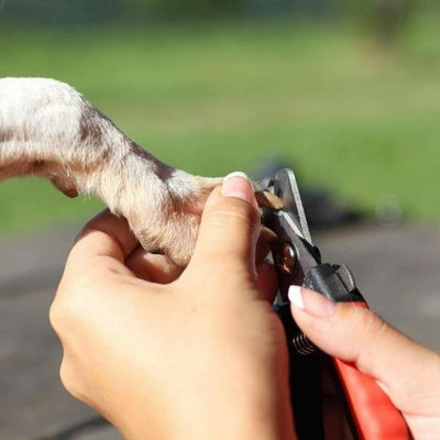 Dog Nail Cutter Clipper Claw & Nails Grinder Trimmer Grooming with Nail File