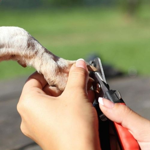 Dog Nail Cutter Clipper Claw & Nails Grinder Trimmer Grooming with Nail File