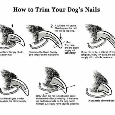 Dog Nail Cutter Clipper Claw & Nails Grinder Trimmer Grooming with Nail File