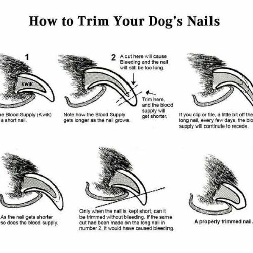 Dog Nail Cutter Clipper Claw & Nails Grinder Trimmer Grooming with Nail File