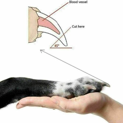 Dog Nail Cutter Clipper Claw & Nails Grinder Trimmer Grooming with Nail File