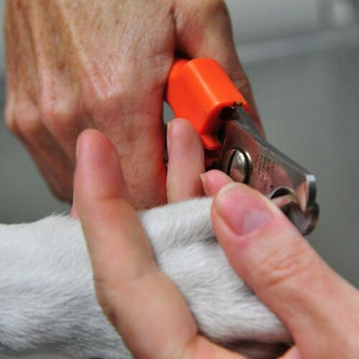 Pet Heavy Duty Nail Clipper Cutter Scissors Dog Cat Rabbit Toe Claw Paw Grooming