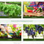 26.2&apos; L Walk-in Greenhouse Growing House Ventilation Large Outdoor Premium Steel