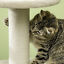 Cat Tree Activity Center w/ Jute Scratching Post, Condo, Hanging Ball Toy
